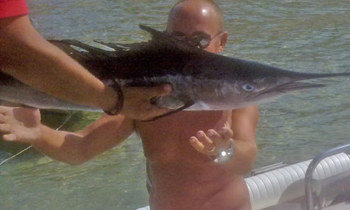 Procchio pescata Aguglia Imperiale